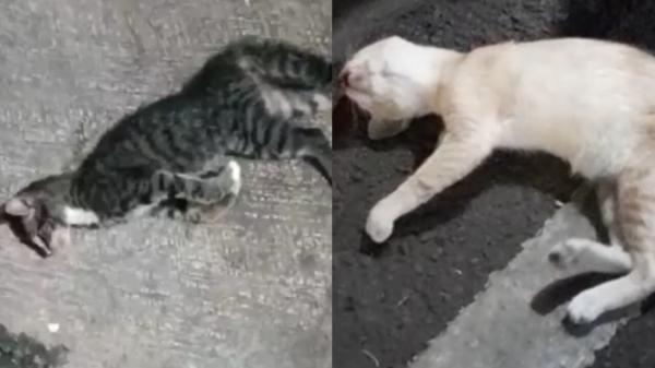 Puluhan Kucing Mati Misterius di Sunter Jakut, Diawali Gejala Kejang-Kejang