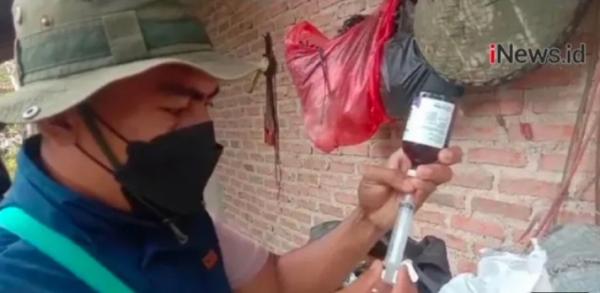 Video Pemeriksa Sapi Terkena Penyakit Lato-lato di Pekon Mataram