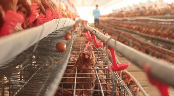 Harga Telur dan Daging Ayam di Ponorogo Alami Kenaikan, Ini Penyebabnya
