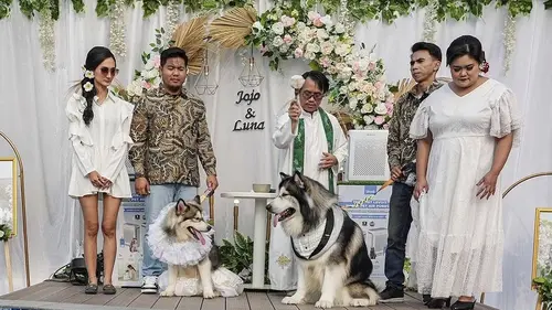 Viral! Pernikahan Anjing Telan Biaya Hingga Ratusan Juta, Acara Resepsi sampai Ada Pendeta