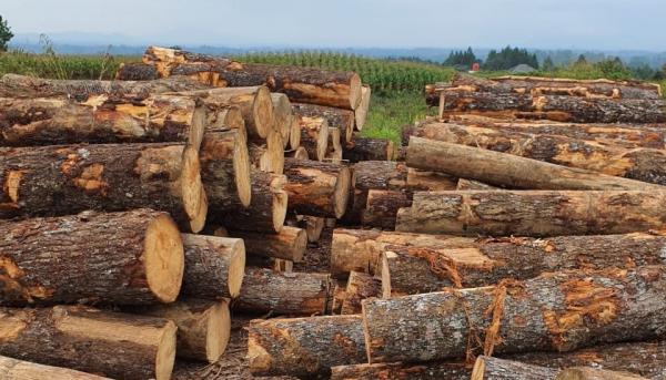 DLHK Sumut Amankan Truk Bermuatan Kayu Pinus di Taput, Diduga Hasil Illegal Logging