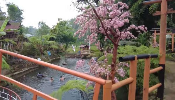 Keren ! Menikmati Liburan Bernuansa Negeri Sakura di Malang