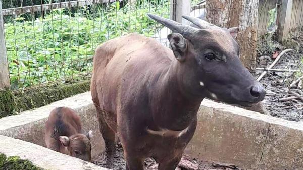 Bayi Anoa Kelima Lahir di Anoa Breeding Centre BPSILHK Manado