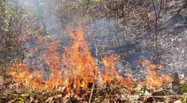 Hektaran Hutan Rakyat di Ponorogo Terbakar, Api Cepat Membesar Ancam Pemukiman