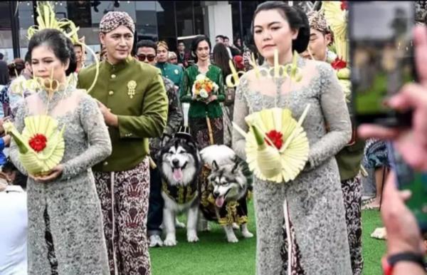 Pernikahan Anjing Gunakan Adat Jawa, Praktisi Hukum Kota Solo:  Ini Sudah SARA