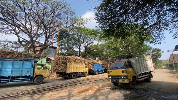 Dengan Tenaga Lokal, Musim Giling 2023 PG Merican Yakin Capai Target Gula 14.765 Ton