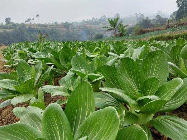 Petani Hortikultura di Cianjur Keluhkan Harga Jual Murah