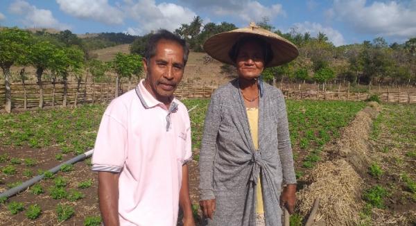 Aneka Sayur Mayur Hidupkan Ekonomi Warga Desa Depe Sabu Raijua