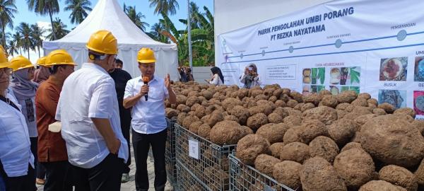 Pabrik pengolahan Porang Jadi tepung Glukoman di Lobar NTB Pertama Beroperasi di Indonesia