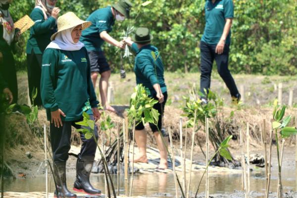 Jatim Miliki Hutan Mangrove Capai 27.221 Hektare, Terluas Se Pulau Jawa-Bali