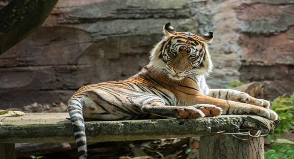 5 Fakta Harimau Benggala, Satwa Liar yang Mati di Penangkaran Alshad Ahmad