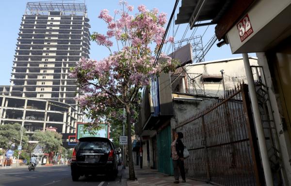 Serasa di Brasil, Bunga Tabebuya Mulai Bermekaran di Sepanjang Jalan Kota, Bikin Molek Surabaya