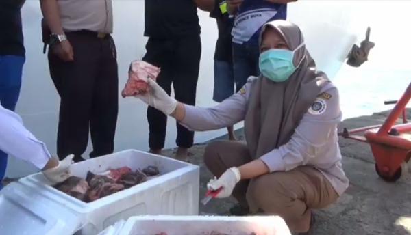 Wow! Daging Kerbau Dioplos Daging Babi Ditemukan di Pelabuhan Parepare, akan Dikirim ke Samarinda