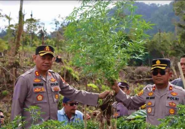 Enam Ladang Ganja di Kaki Gunung Sinabung Digerebek Polres Karo