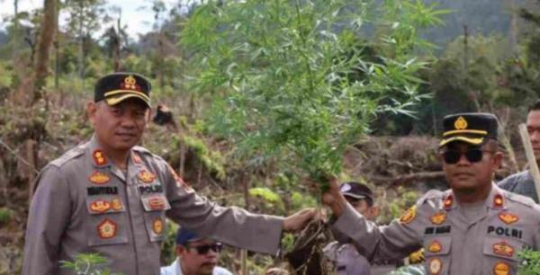 6 Titik Ladang Ganja di Kaki Gunung Sinabung Ditemukan Polisi