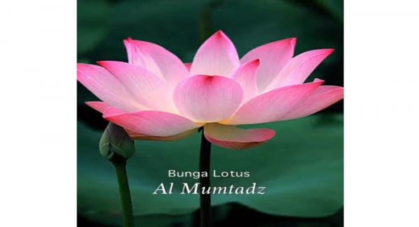 Emmeril Kahn Mumtadz Diabadikan Jadi Nama Bunga Lotus di Cina