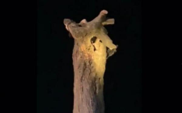 Viral, Pria Tewas Terjepit Saat Potong Pohon Keramat