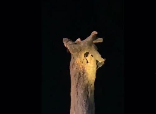 Tebang Pohon Keramat, Pria di Tanjungsengkuan Tewas Mengenaskan