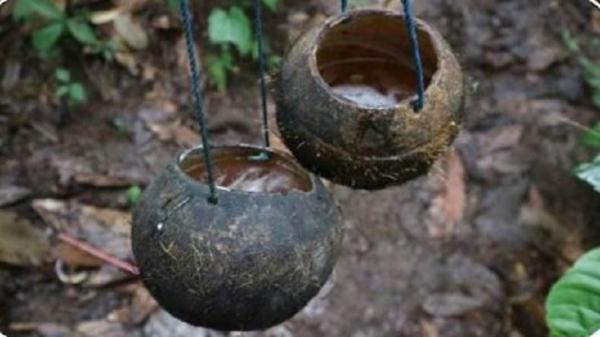 5 Minuman Khas Papua yang Wajib Dicoba, Ada Kopi Wamena hingga Swansrai