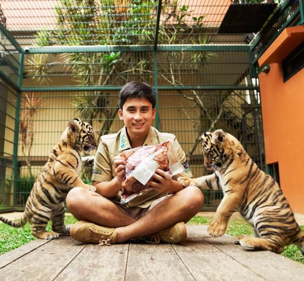 Harimau Milik Alshad Ahmad Banyak yang Mati, BBKSDA Jabar Evaluasi Izin Penangkaran