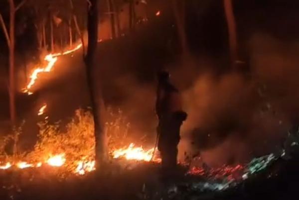 Hutan di Desa Belang Ponorogo Terbakar, BPBD Menduga Sengaja Dibakar