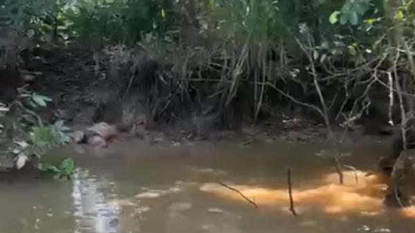 Diterkam Buaya saat Buang Air di Sungai, Warga Melati Jaya Ditemukan Tewas tanpa Kaki Kanan