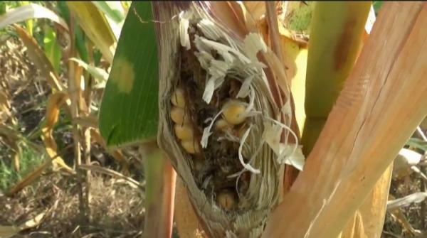 Kemarau, Tanaman Jagung Tumbuh Kerdil dan Diserang Hama Tikus