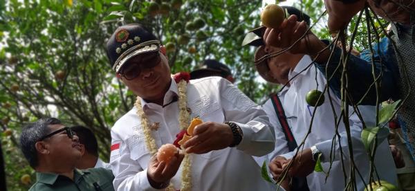 Promosi Produk Pertanian, Wamentan Berencana Bawa Jeruk Garut ke Istana Presiden