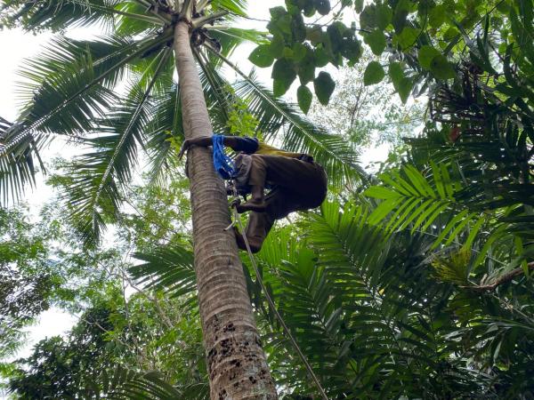 Hilang 3 Hari di Hutan, Kakek 63 Tahun di Tasikmalaya Ditemukan Tewas di Atas Pohon Kelapa
