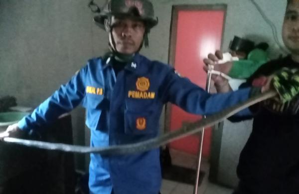 Petugas Damkar Tasikmalaya Evakuasi Ular King Koros Sepanjang 2 Meter yang Masuk Rumah Warga