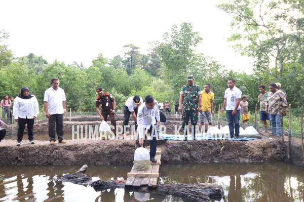 Kembangkan Sektor Budidaya Perikanan, Bupati Kaimana Menebar 5.000 Ekor Benih Ikan di Kolam Warga