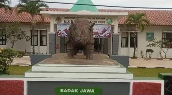 Populasi Badak Jawa di TN Ujung Kulon Diduga Menjadi Target Perburuan Liar, KLHK Beri Perhatian