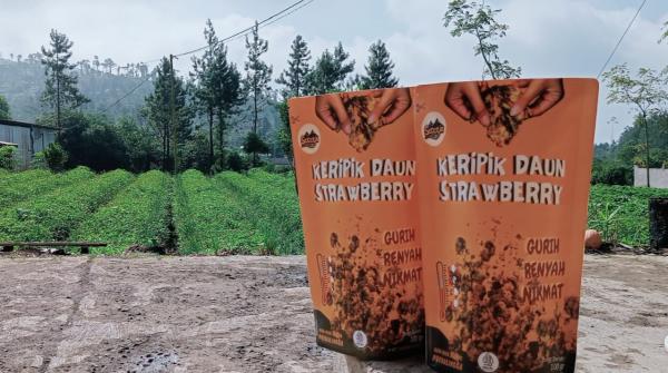 Inovasi Kripik Daun Strawberry, Jadi Peluang Usaha Sajian Kuliner di Purbalingga