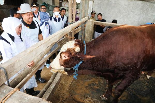 Capaian Vaksinasi PMK Pada Hewan Ternak di Jawa Timur Capai 6,1 Juta Dosis