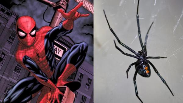 Ingin Jadi Spider-Man, Bocah 8 Tahun Nekat Sengaja Digigit Laba-Laba Black Widow