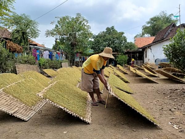 Meski Gudang Tutup, Harga Tembakau Petani di Probolinggo Tembus Rp65 Ribu