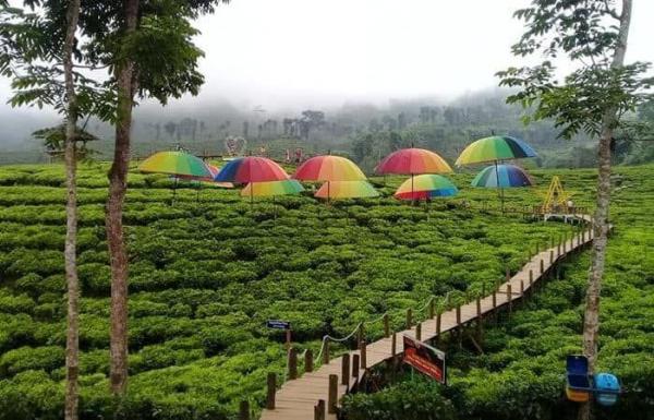 Instagramable dengan Hamparan Hijau, Inil 3 Wisata Kebun Teh di Indonesia