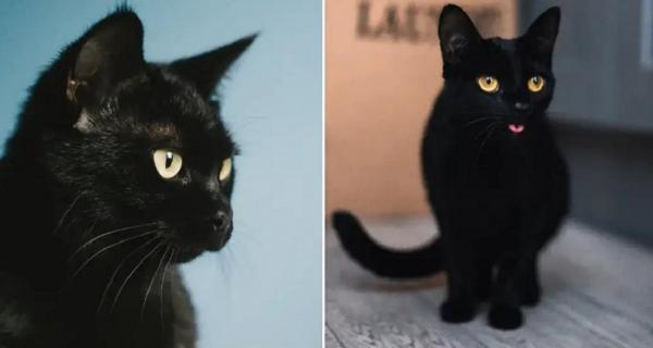 Kenalan dengan Blackie, Kucing Terkaya di Dunia yang Miliki Harta Rp486 Miliar