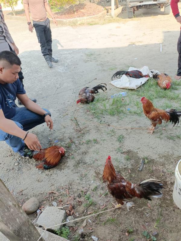 Polisi Gerebek Judi Sabung Ayam di Tommo, Pelaku Berhamburan Tinggalkan Barang-barang