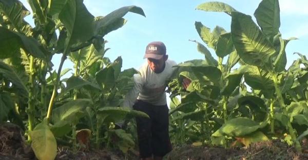 Cuaca Cerah dan Harga Tinggi, Petani Tembakau di Jombang Untung Berlipat