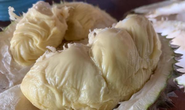 Mencicipi Kelezatan Buah Durian Telaga Ngebel Ponorogo, Berikut Cara Memilihnya