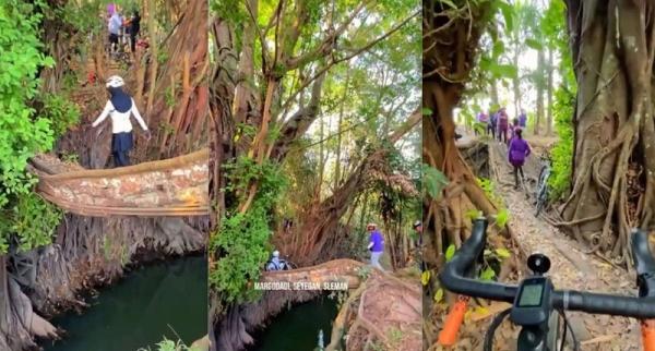 Akar Pohon Raksasa Jadi Jembatan, Netizen: Viral Terus Rusak