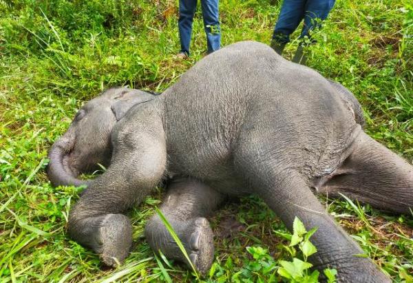 Berita Duka, Gajah Terlatih di PLG Minas Mati