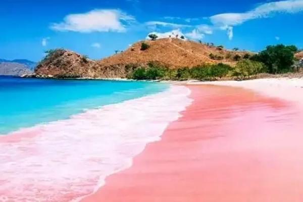 Unik! 5 Pantai Berpasir Pink ini Layak untuk Dikunjungi