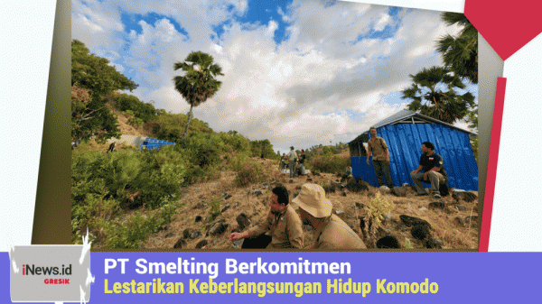 PT Smelting Komitmen Lestarikan Keberlangsungan Hidup Komodo