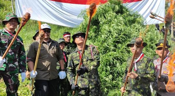 Satu Hari Jelang HUT Kemerdekaan RI, BNN Musnahkan 4,5 Hektar Ladang Ganja