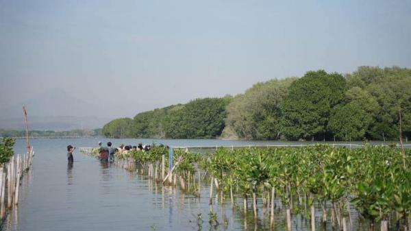 Pertamina Patra Niaga JBT Tanam Mangrove dan Cemara Laut, Tekan Emisi Karbon!