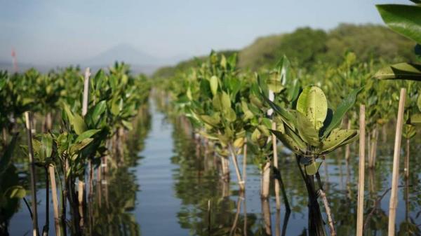 Cegah Abrasi dan Emisi Karbon, Pertamina Patra Niaga JBT Tanam 7.800 Mangrove