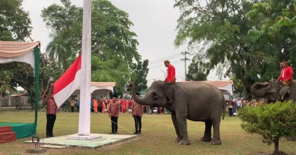 Viral! Jadi Petugas Upacara HUT ke-78 RI, Gajah Sumatera Riau  Sukses Kerek Bendera hingga Berkibar