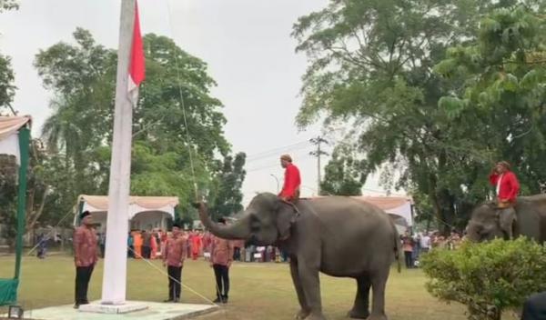 Tiga Gajah di Riau Jadi Petugas Paskibra